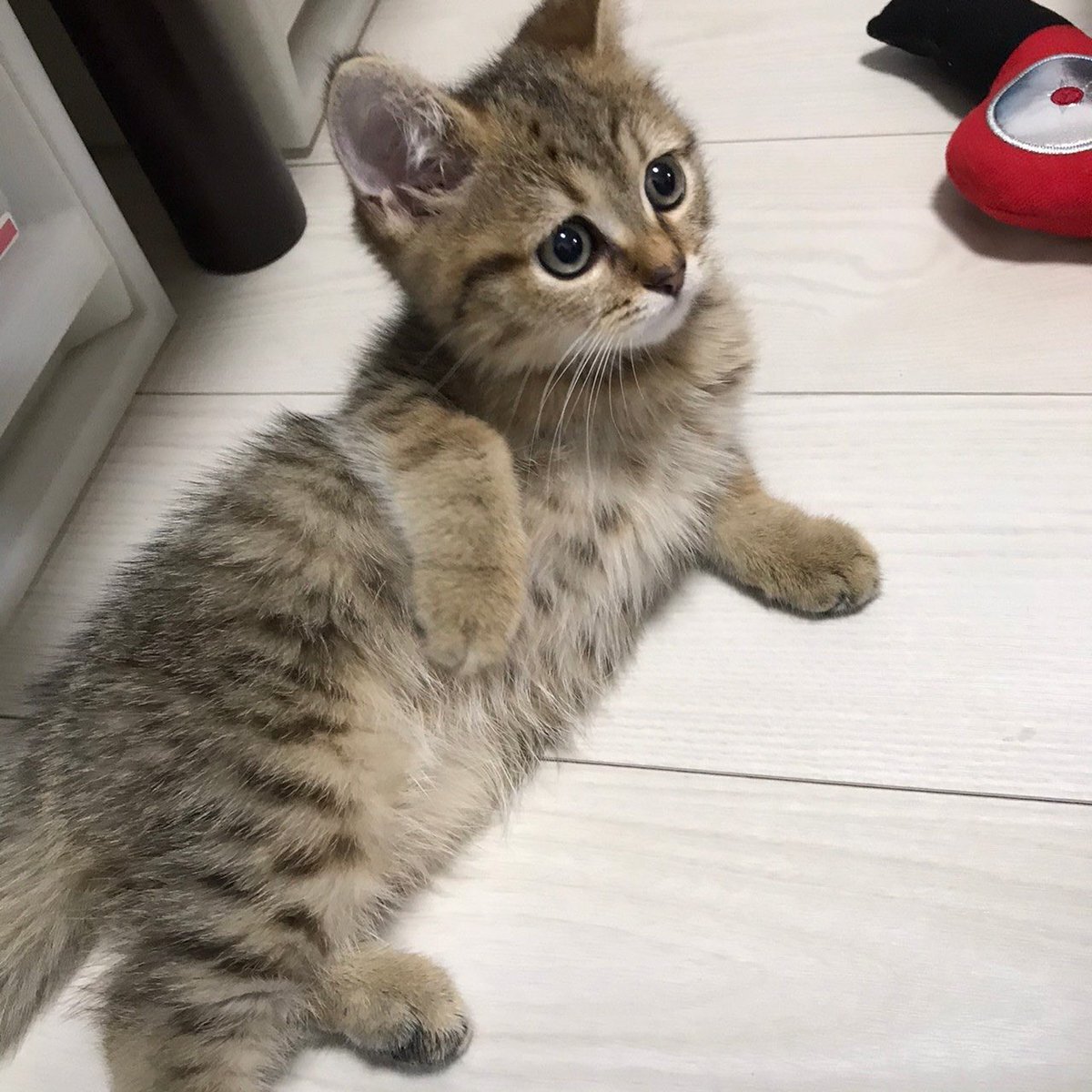 値下げ交渉お待ちしてます！コメント歓迎 お得に生きたい - Cerca / X
