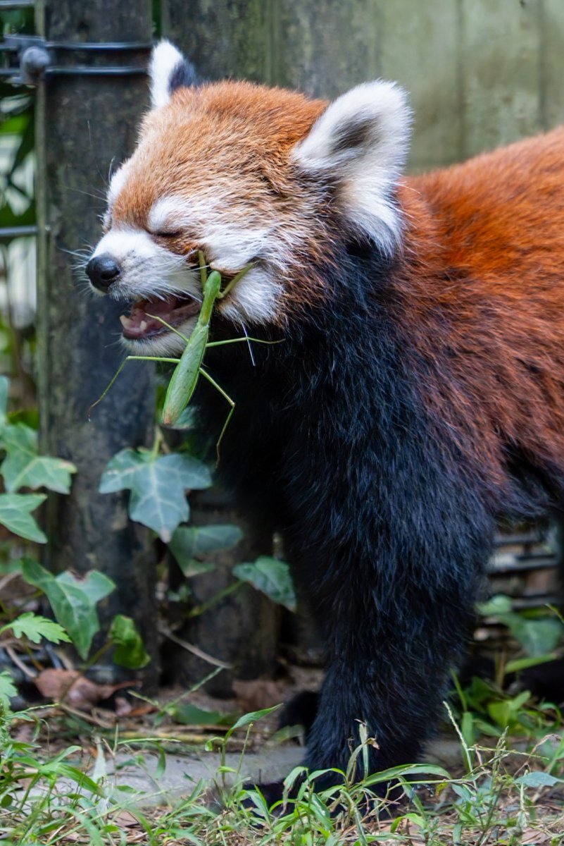 【レッサーパンダ】【2点まとめ】 🍎風太22オリジナル🍎マグネット | 千葉市動物公園オフィシャル
