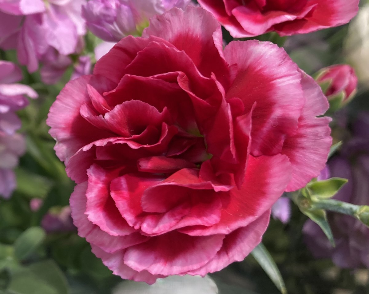 年賀郵便特別扱い開始日、SNSで年賀状の話題が盛り上がり