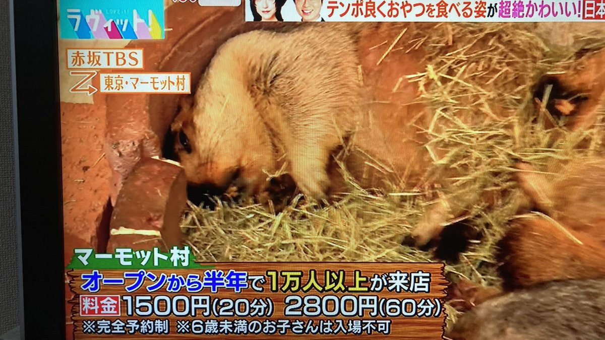 マーモット村がラヴィットで紹介され話題に！