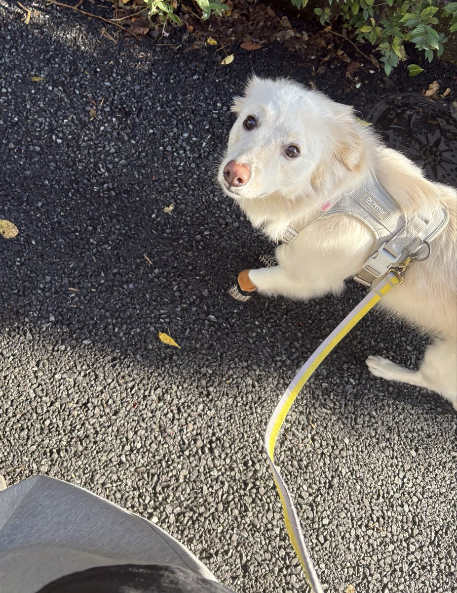 出品禁止」のYahoo!リアルタイム検索 - X（旧Twitter）を