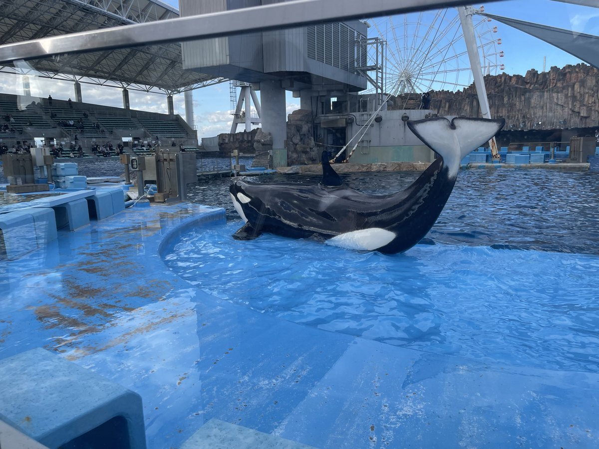 レア】名古屋港水族館 シャチ リンちゃん ステラ ポスター① レア