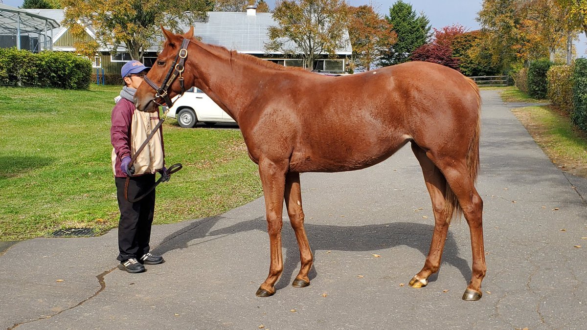 オルフェーヴル」のYahoo!リアルタイム検索 - X（旧Twitter）を