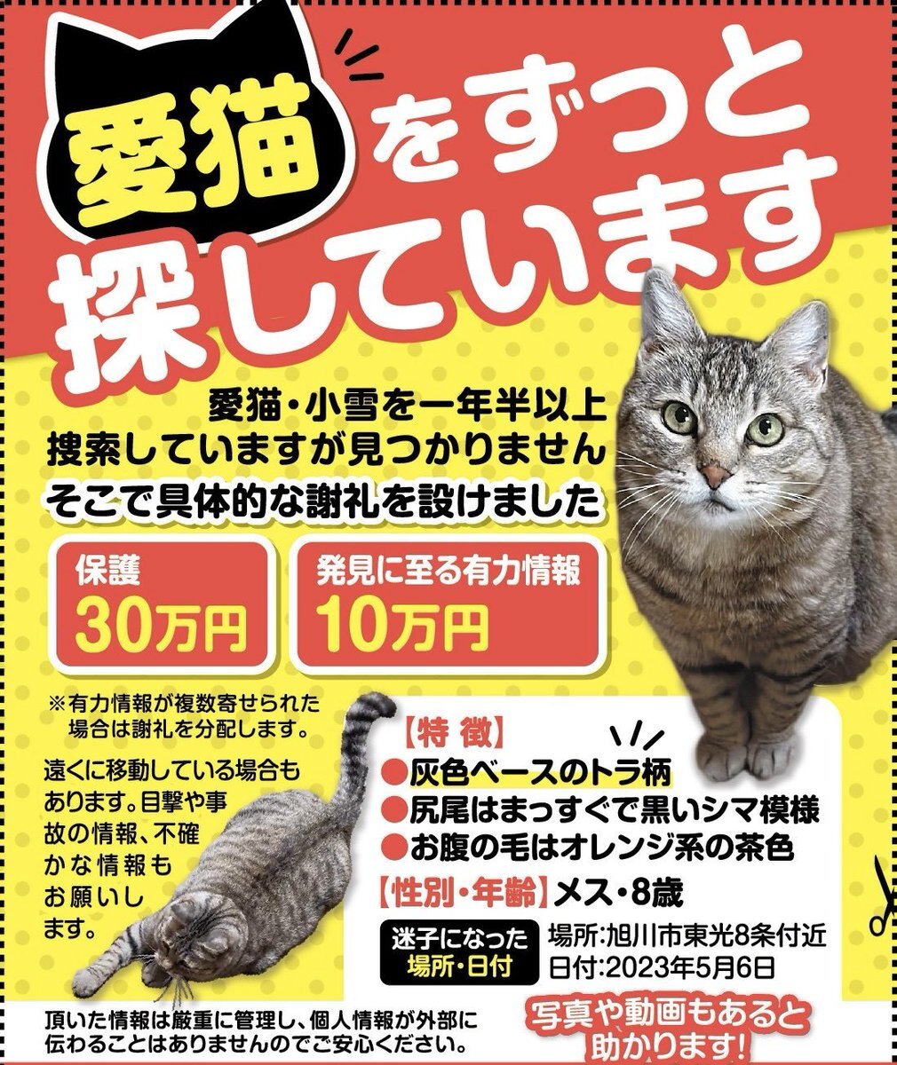 迷い猫」のYahoo!リアルタイム検索 - X（旧Twitter）を