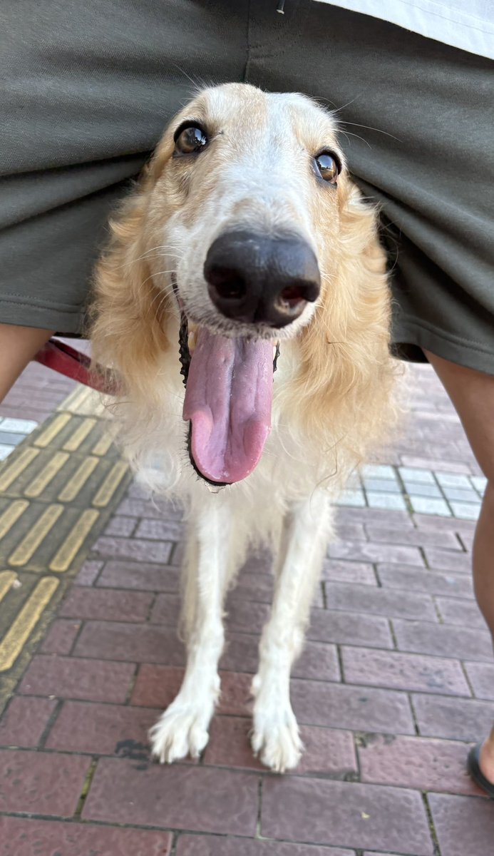 「ボルゾイ」に見つめられる毎日 borzoi」のYahoo!リアルタイム検索 - X（旧Twitter）を