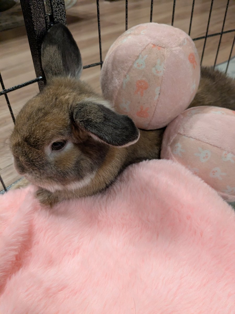 早朝覚醒でTwitterがざわめく！ 