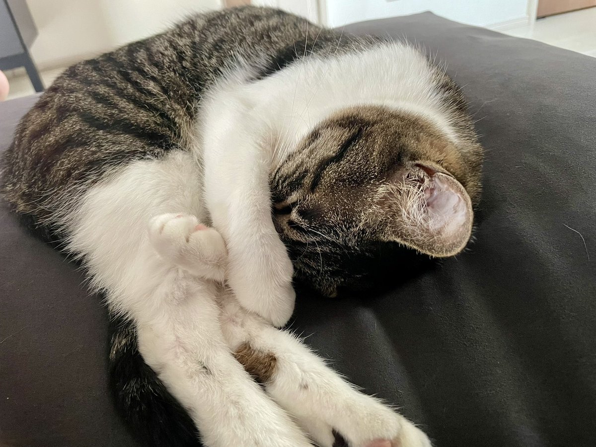 キジシロ」のYahoo!リアルタイム検索 - X（旧Twitter）を