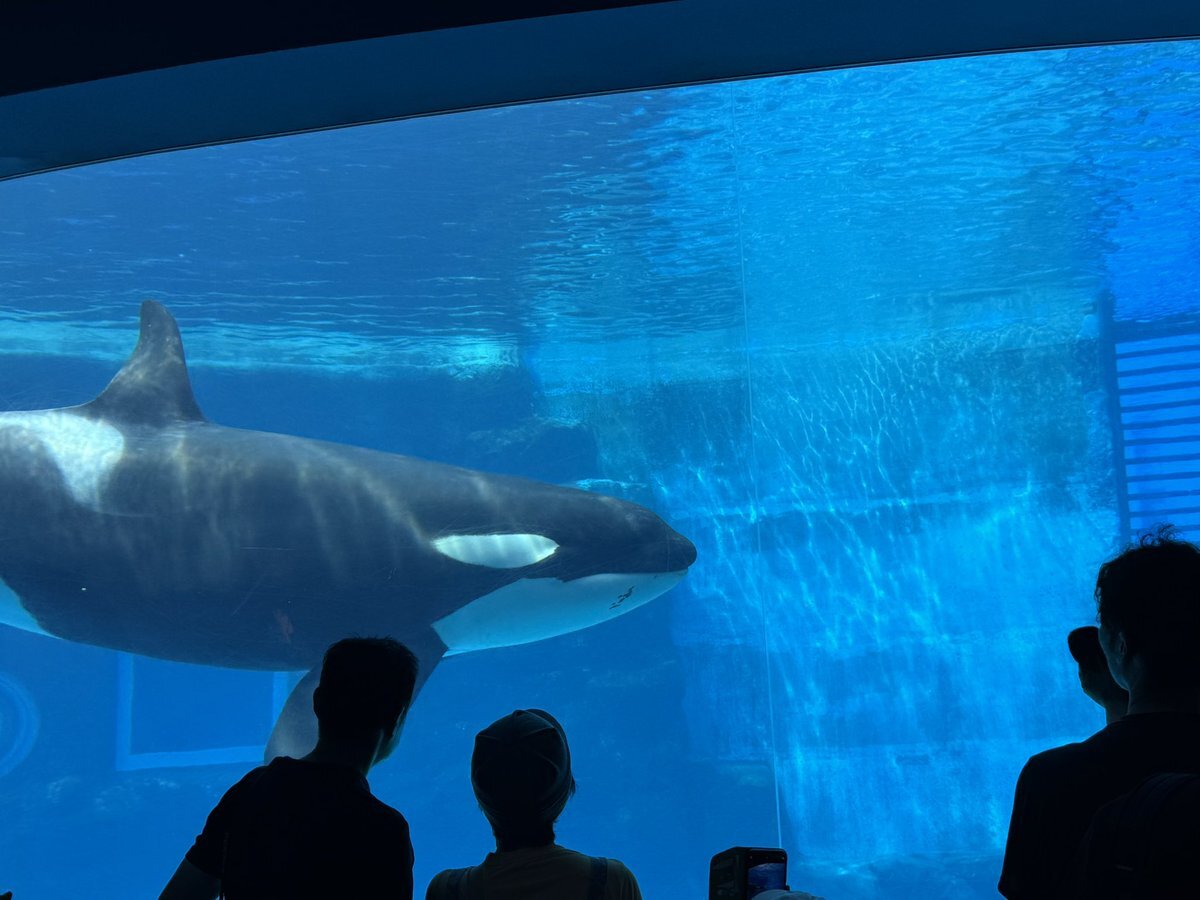 名古屋港水族館 ぬいぐるみ」のYahoo!リアルタイム検索 - X（旧