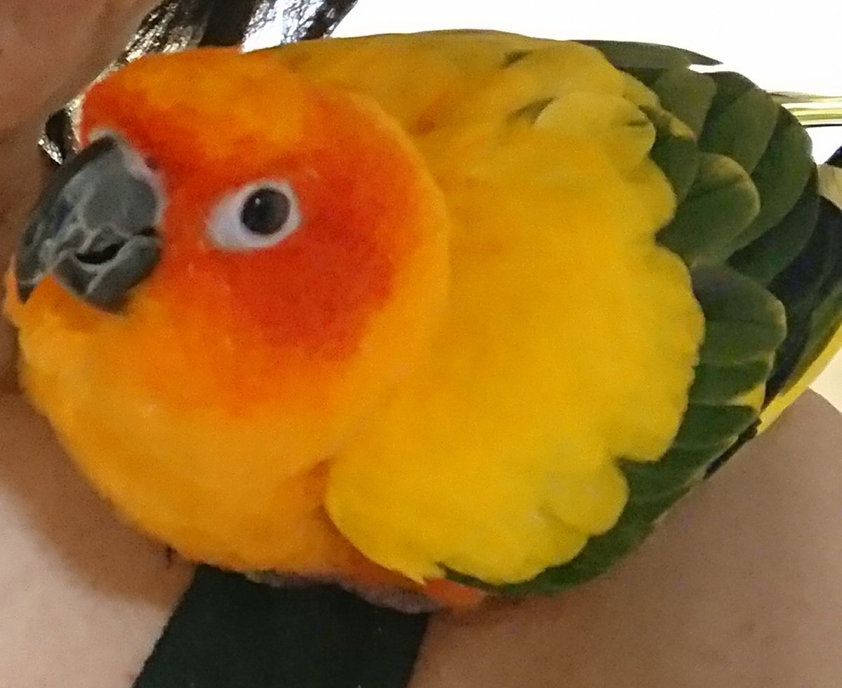 インコ部 のtwitter検索結果 Yahoo リアルタイム検索