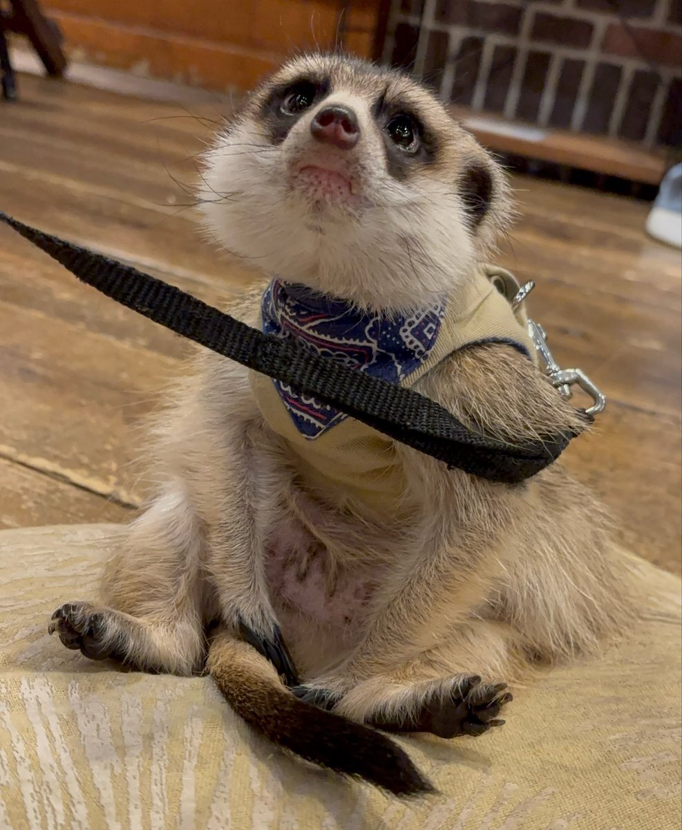 ミーアキャット」のYahoo!リアルタイム検索 - X（旧Twitter）を