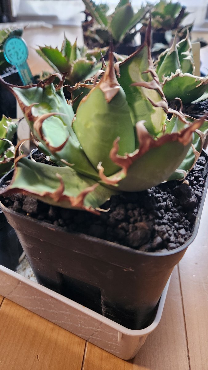 電話創業の日：1890年、日本初の電話事業が開始