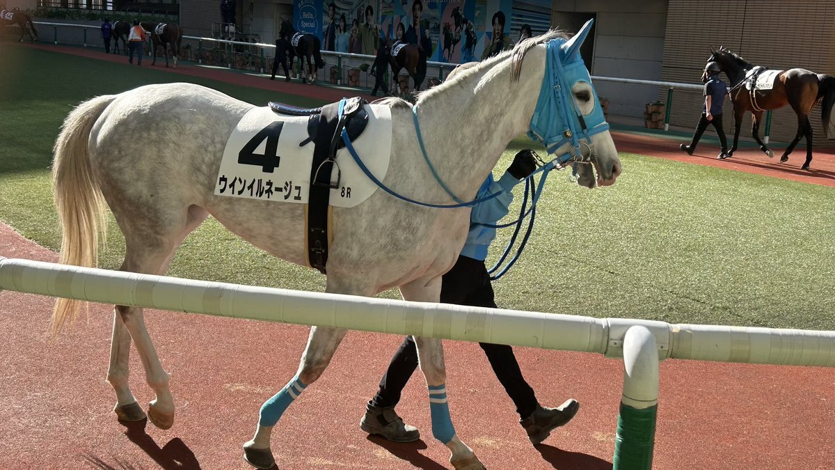 ゴルシ産駒、アオラキ号の落馬にSNS騒然