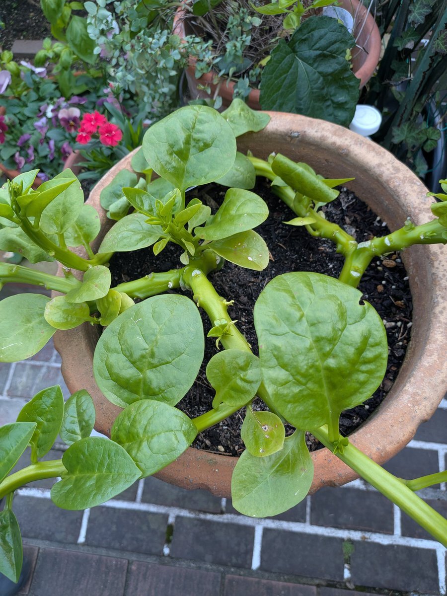 イノシシ、増加による被害と食文化は？