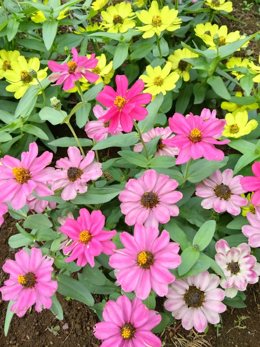 木枯らし1号、関東甲信地方に吹き込む？