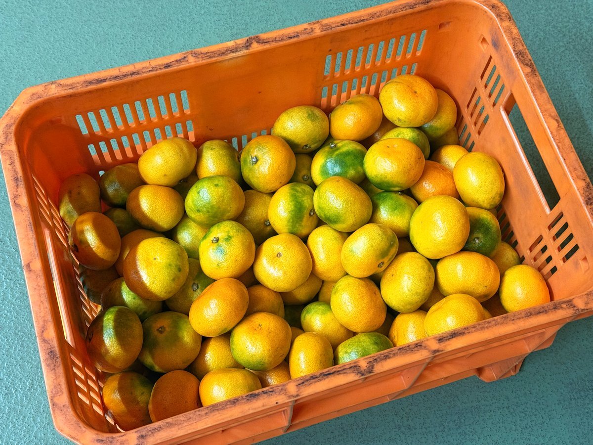 きき様❤️おまとめ専用ページです。5/1で♡ みかん」のYahoo!リアルタイム検索 - X（旧Twitter）を