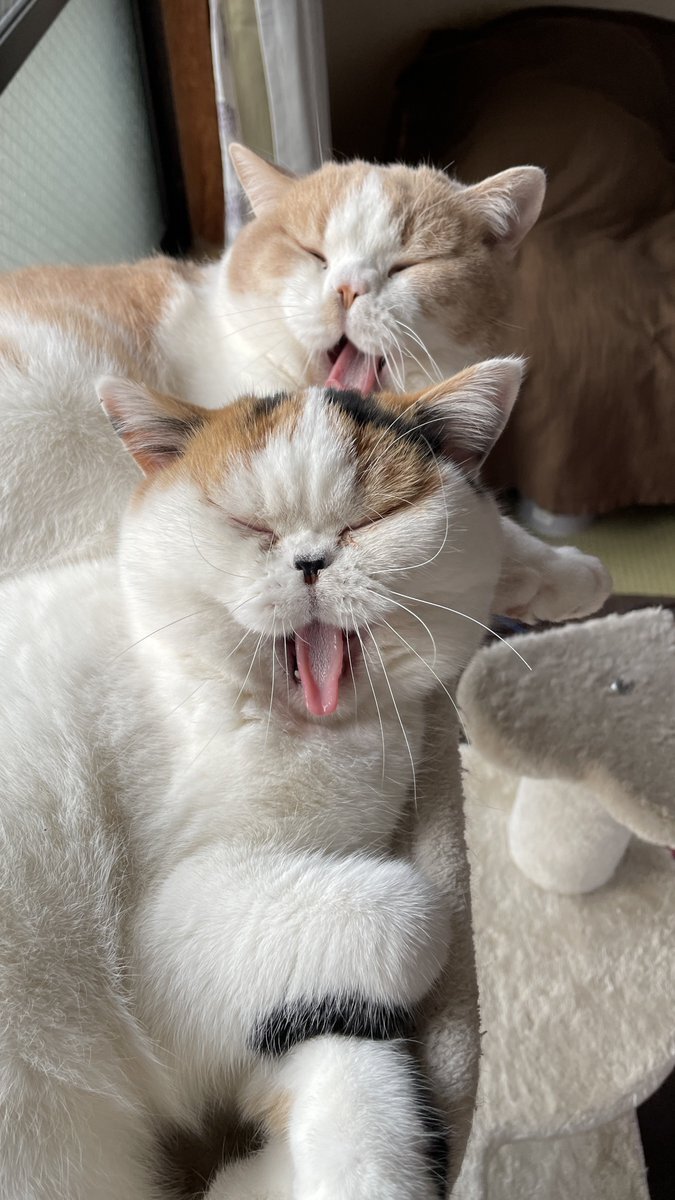あやや のびねこ5種 あやや様専用 のびねこ5種 - メルカリ