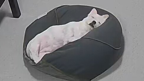 ヨギボーの快適さに魅了される人々、欲しいの声多数