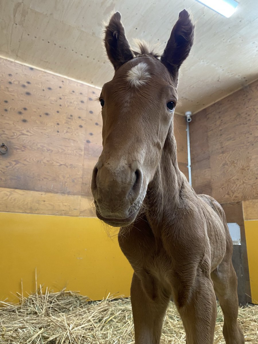 スカイスプレンダー、デビュー戦で圧勝！ファン歓喜