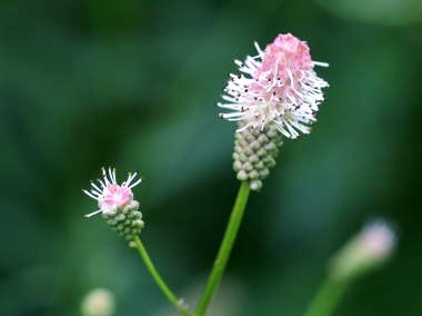 緑のおばさんの日、一体どんな活動をしている？