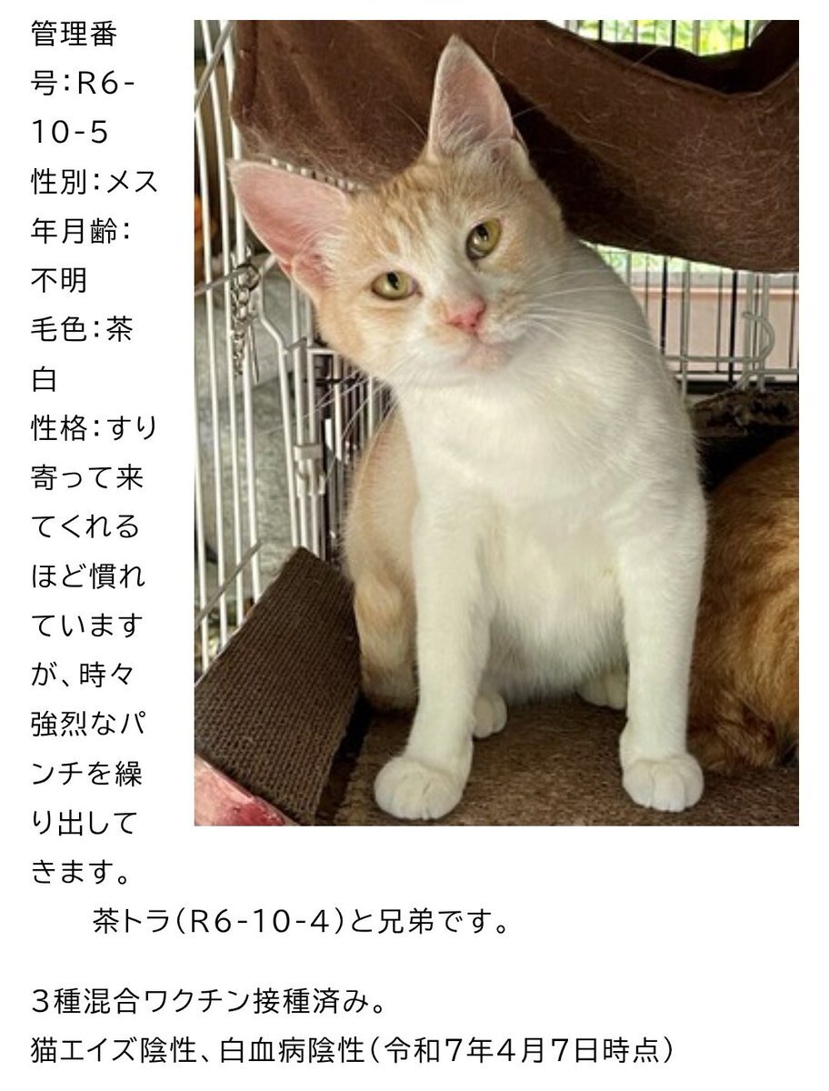 はじめまして　♡ページ X（旧Twitter）で話題のおもしろ画像や動画 - Yahoo