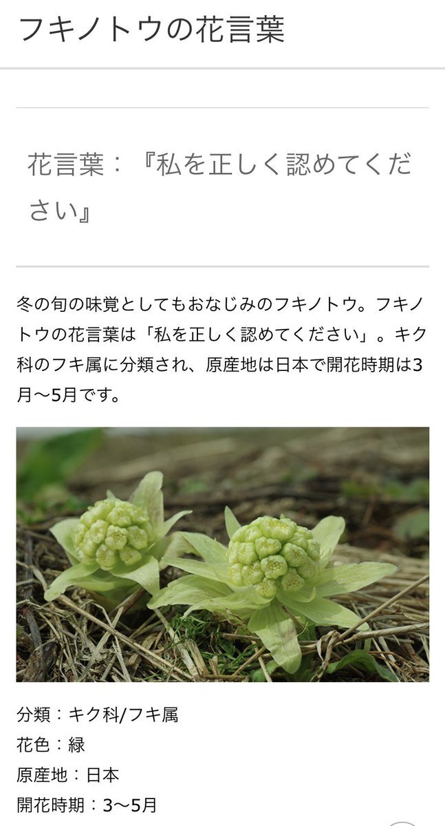ふきのとう 花 のtwitter検索結果 Yahoo リアルタイム検索