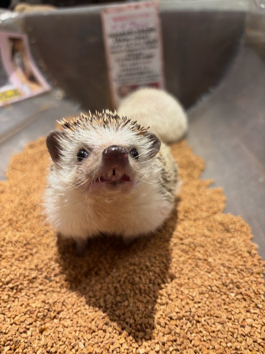 そらさん専用 AZONE INTERNATIONAL::えっくす☆きゅーと