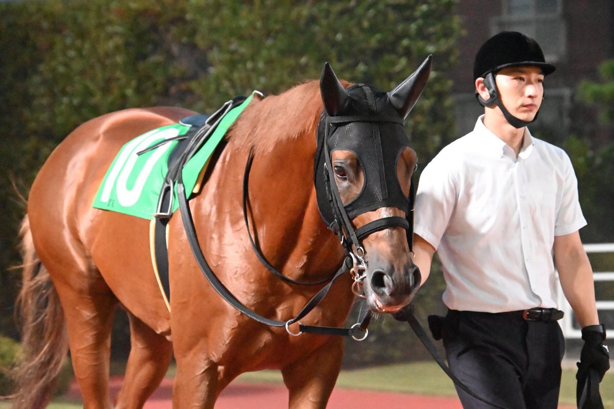 ベラジオルークン、大井競馬で勝利！