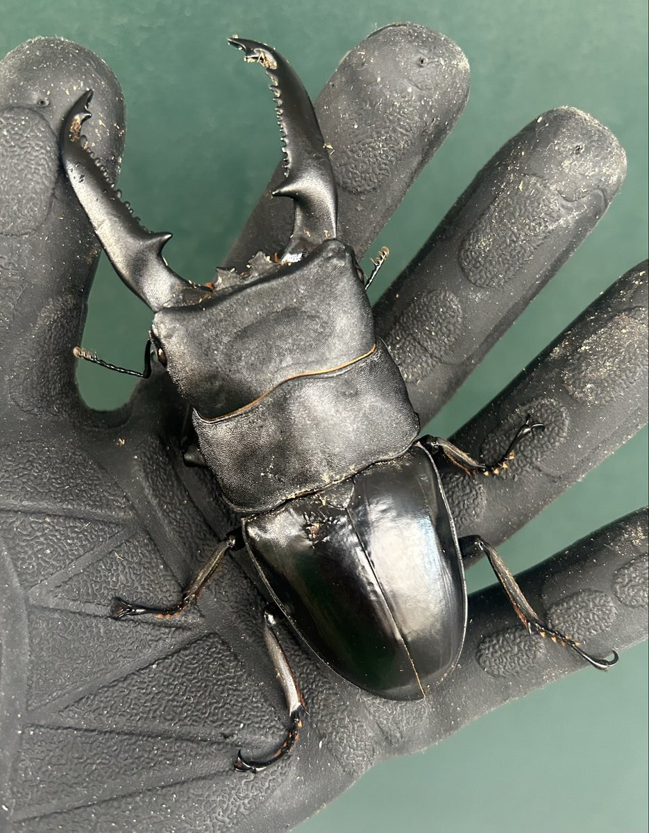 Yahoo!オークション」に関連する話題のポスト - Yahoo