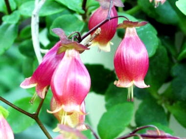 手帳の日！ 多くの人が新しい手帳の準備を始める