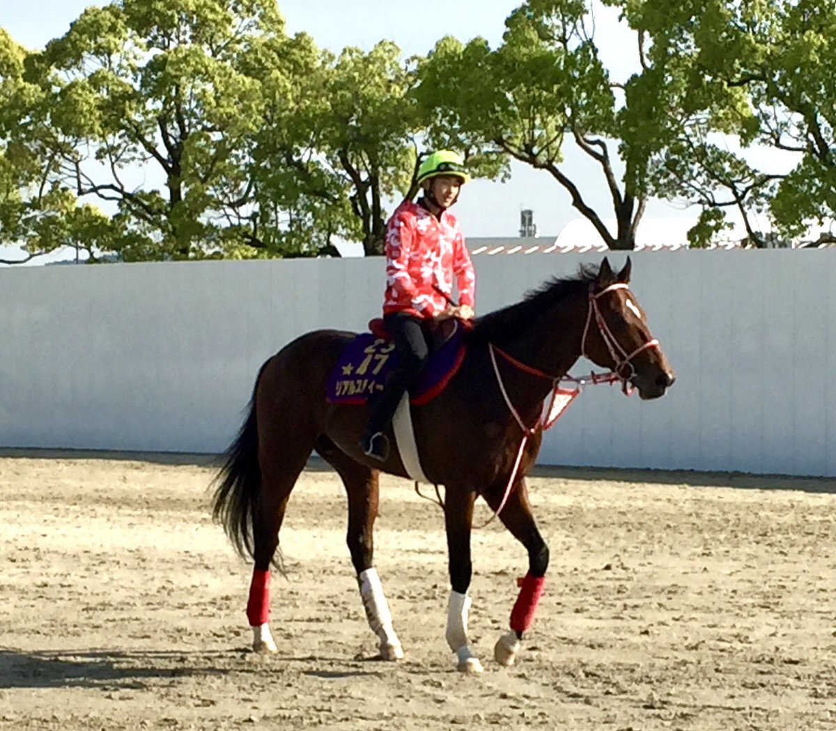 フォーエバーヤングが歴史的快挙！ブリーダーズカップクラシック制覇の感動は？