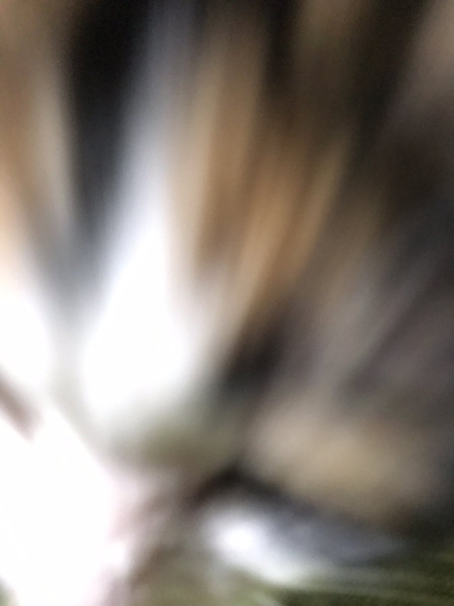 猫写真がSNSを賑わす！ 