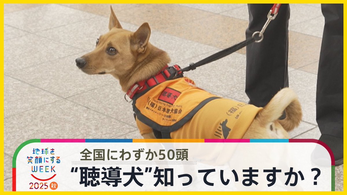 ニュース23で紹介された聴導犬の活躍に感動の声