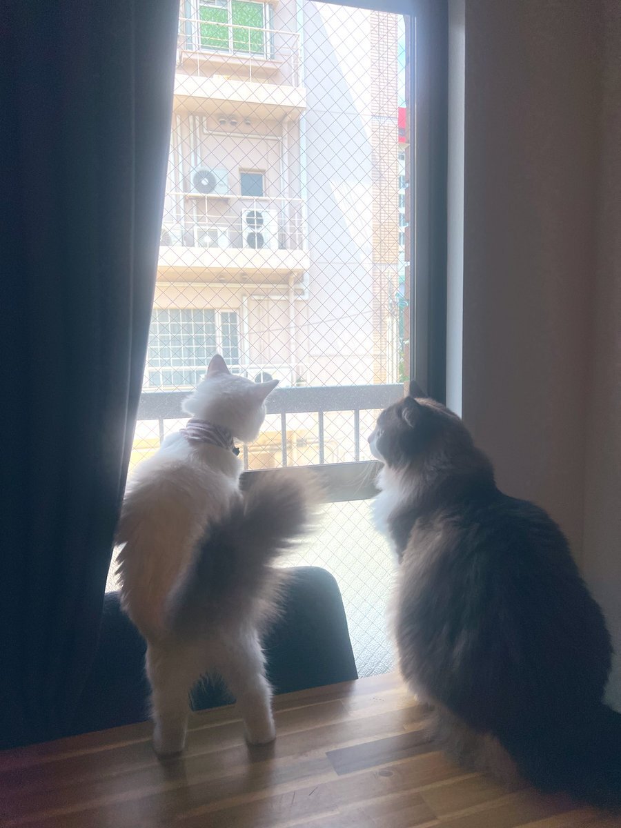 X（旧Twitter）で話題のおもしろ画像や動画 - Yahoo