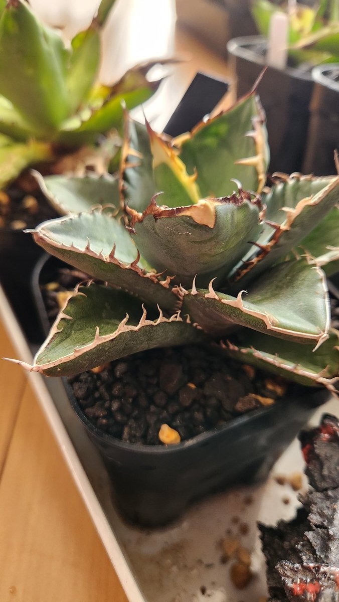 将棋の日ってどんな日？