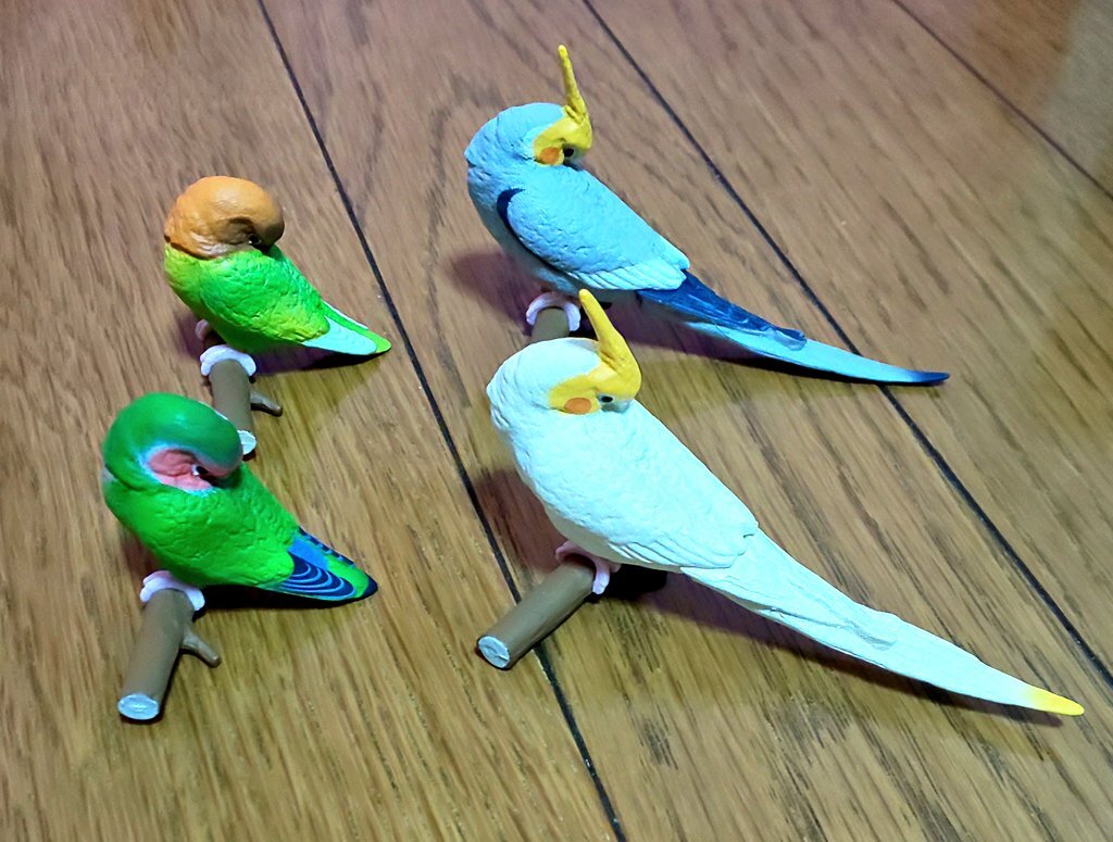 オカメインコa のtwitter検索結果 Yahoo リアルタイム検索