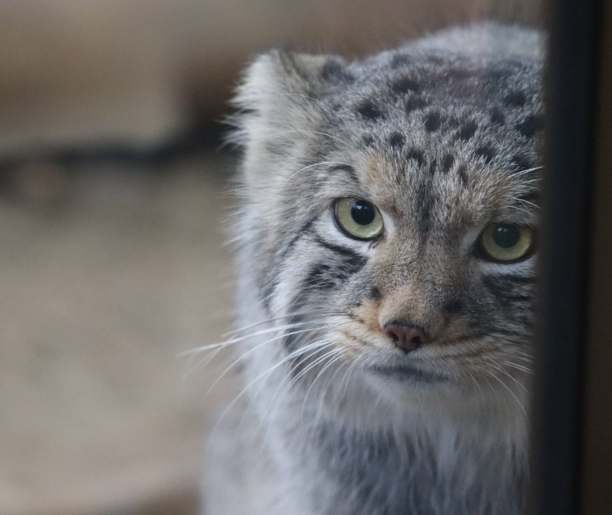 那須どうぶつ王国 マヌルネコ」のYahoo!リアルタイム検索 - X（旧