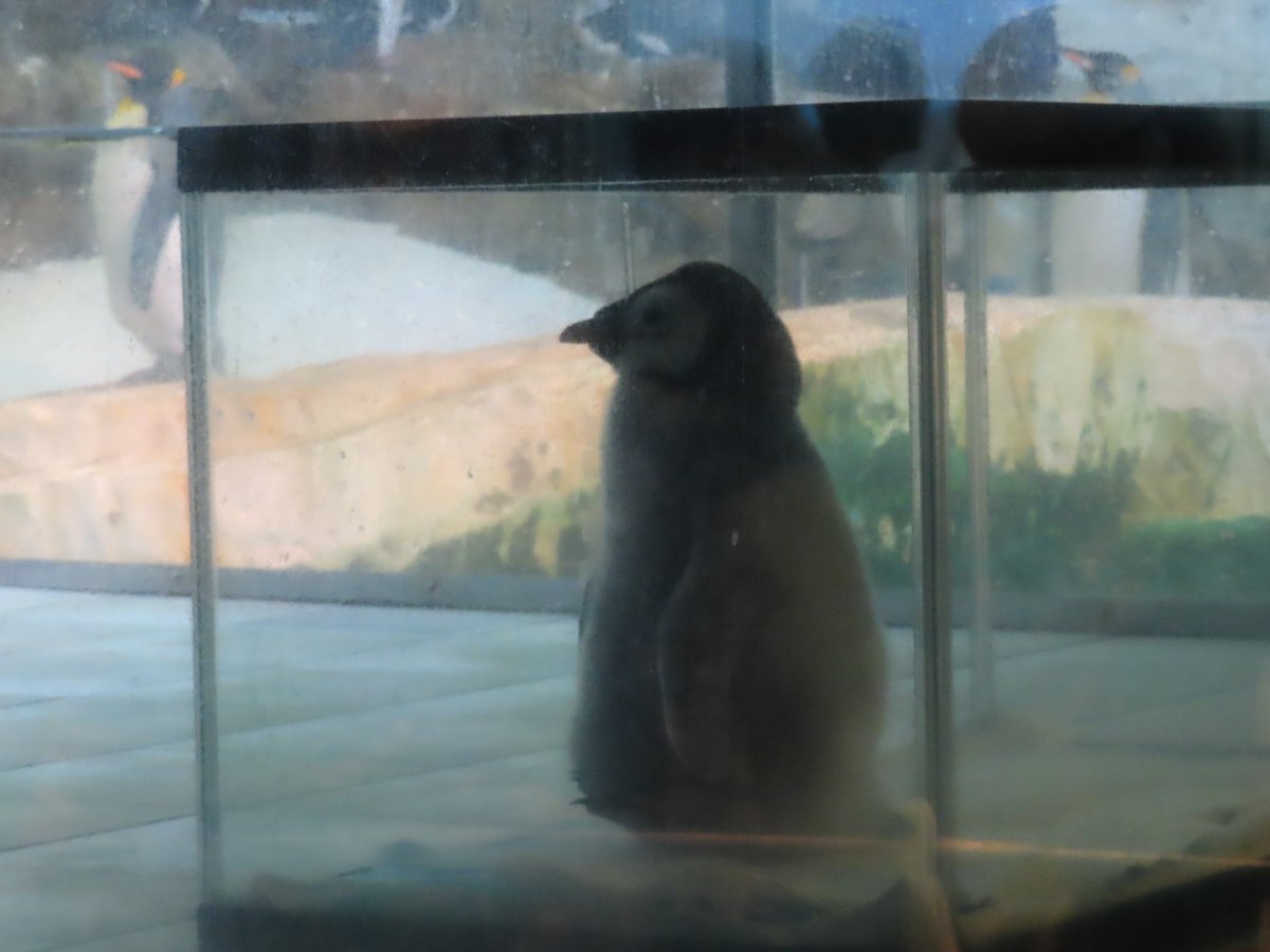 エンペラーペンギン」のYahoo!リアルタイム検索 - X（旧Twitter）を