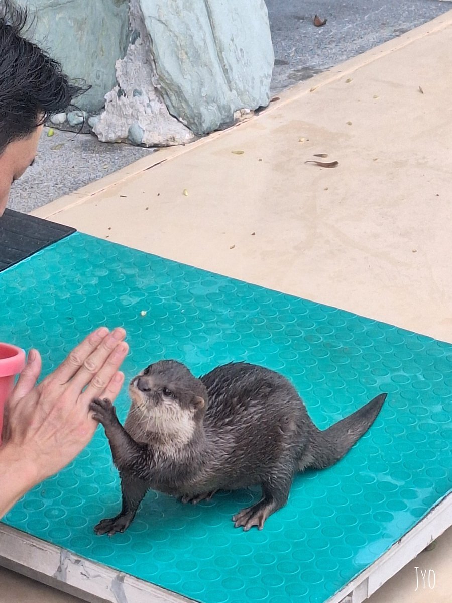 さくらちゃん　Twitter マンコ 