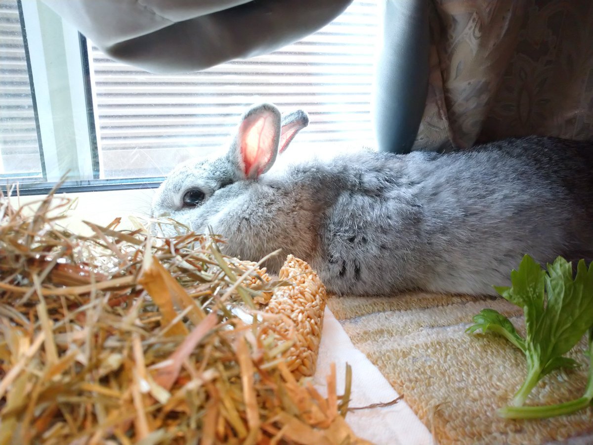 如懿伝、視聴者感動！第79話で何が起きた？