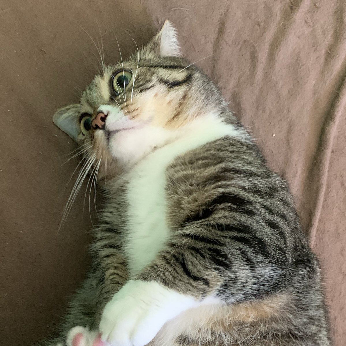 アイカツ カード」のYahoo!リアルタイム検索 - X（旧Twitter）を