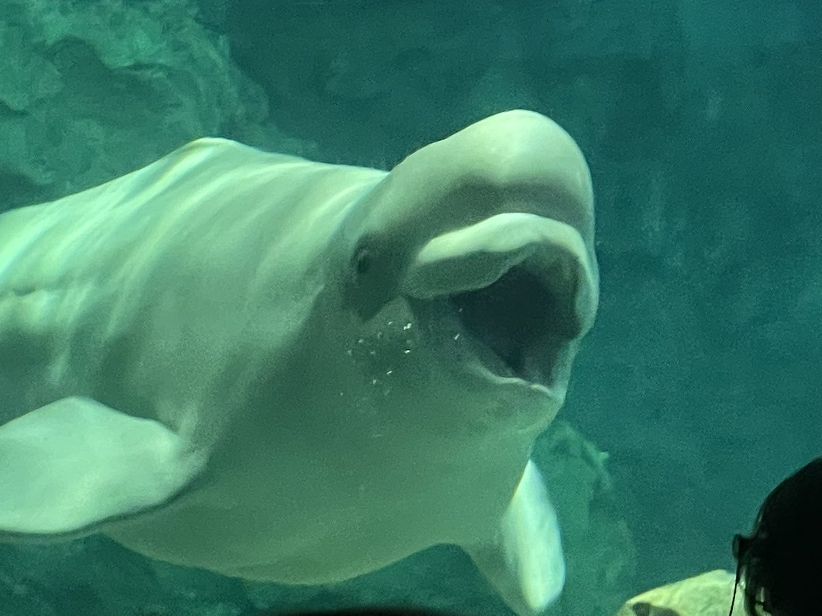 名古屋港水族館 アース くじ ぬいぐるみ 特賞 名古屋港水族館 ぬいぐるみくじ」のYahoo!リアルタイム検索 - X