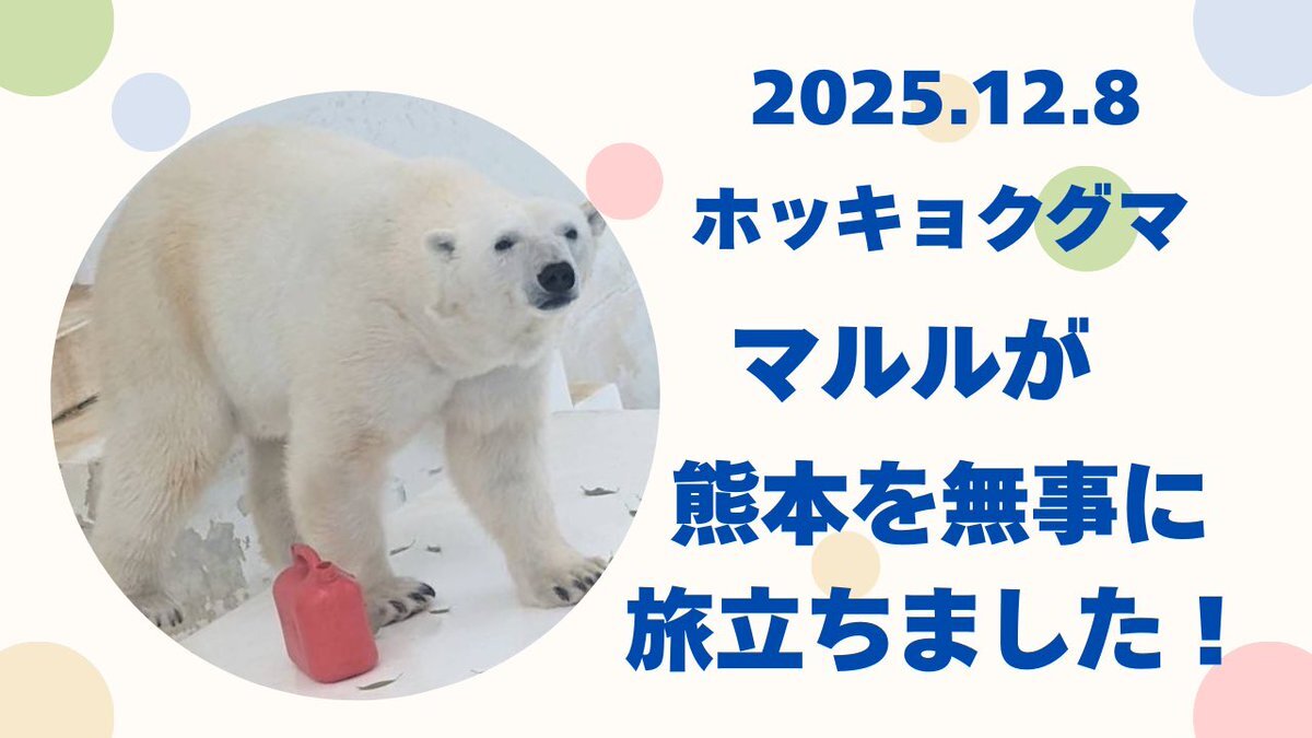 ホッキョクグママルル、釧路へ出発！ファンは無事な到着を祈る