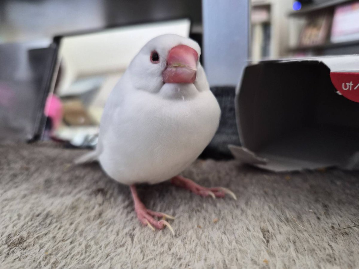 菅谷アナウンサー、ZIPで訃報