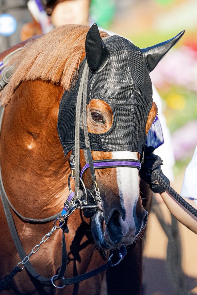 重賞5勝のトウシンマカオ、種牡馬入りへ 