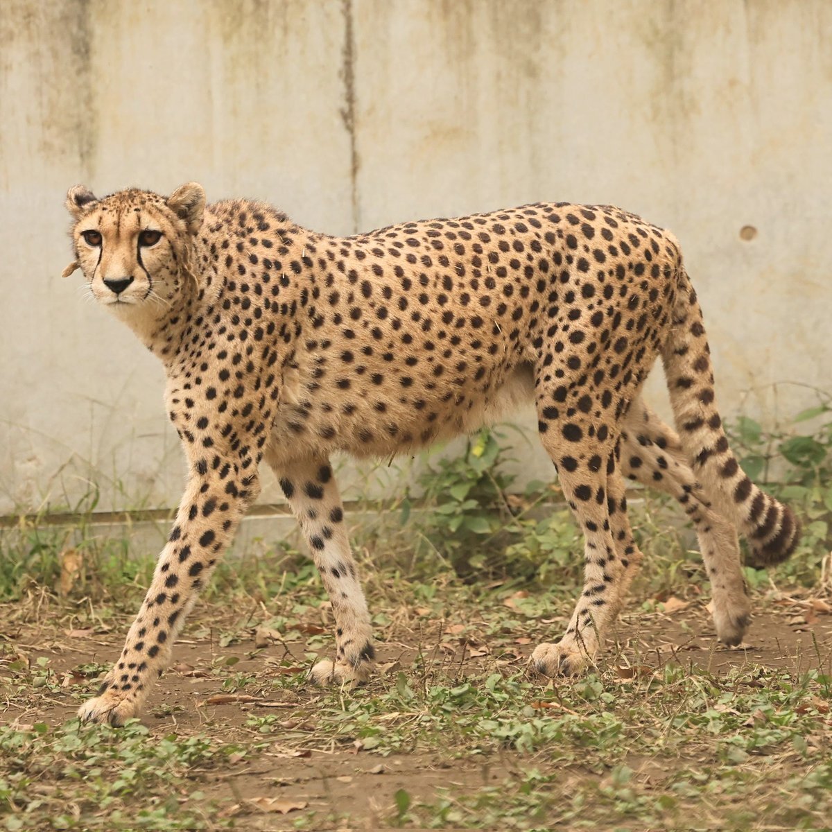 チータページ HEPTA FORCE TSS レーシングサイクロン | ヨシムラジャパン