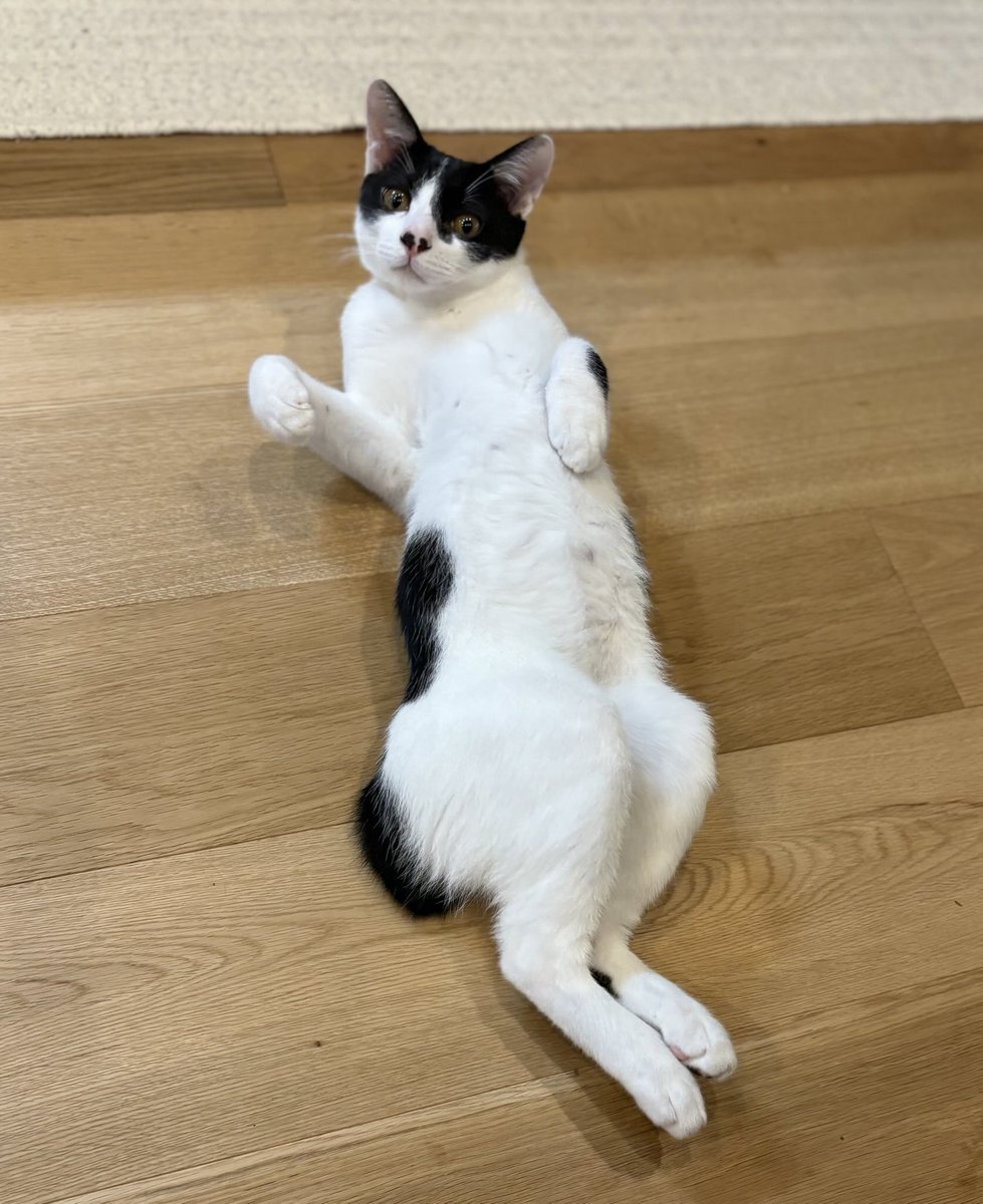 myumyuページ mazume ROUGH WATER デッキシューズハイカット