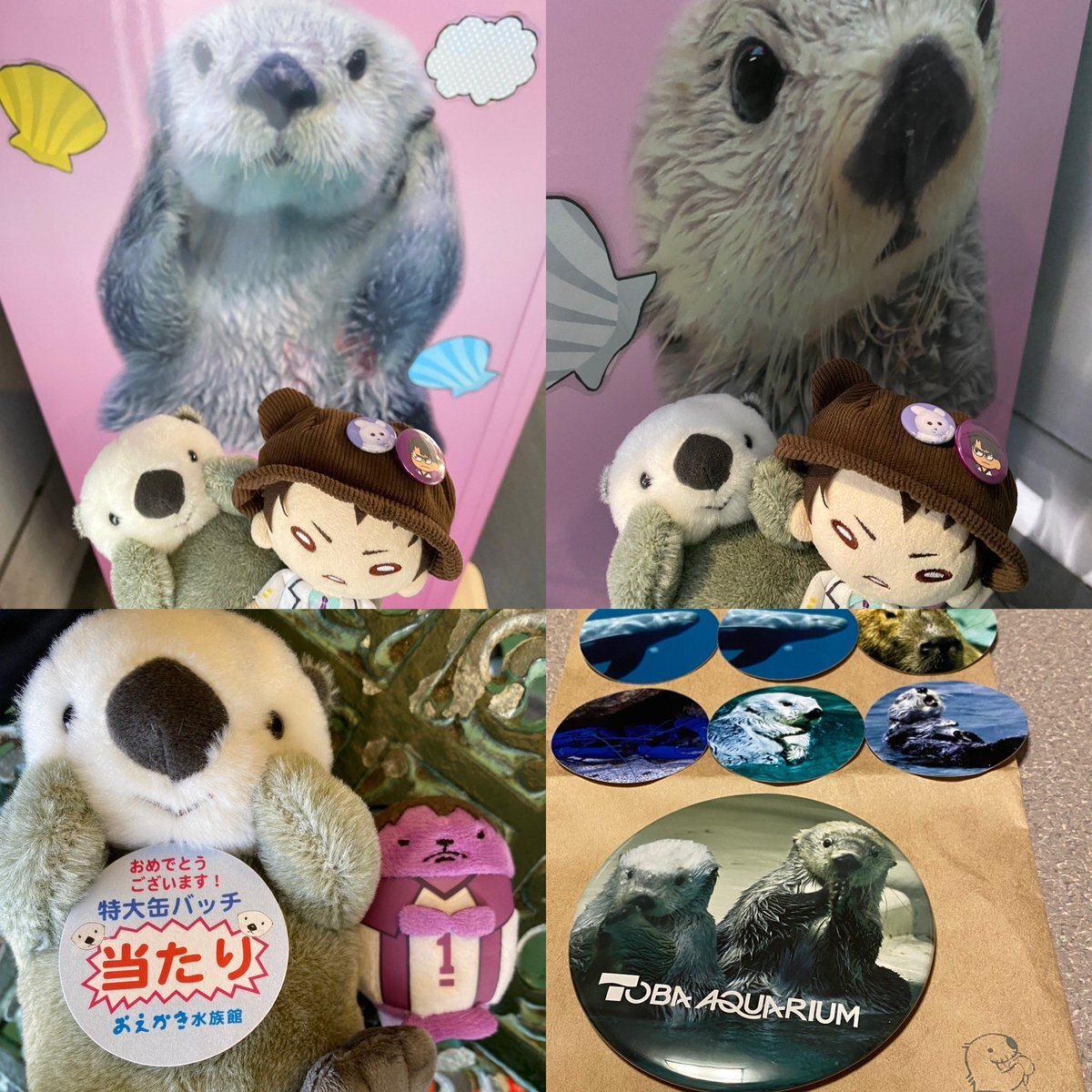 鳥羽水族館　シールくじ　大当たりBIG缶バッジ おえかき水族館【公式】 on X: 