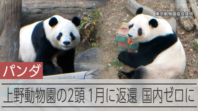 上野動物園の双子パンダ、来年1月25日をもって中国へ返還