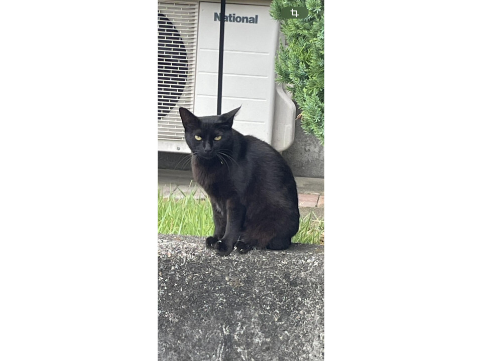 黒猫 鳥猫 浜松町石フリマ11/22（土）3F N-07 on X: 