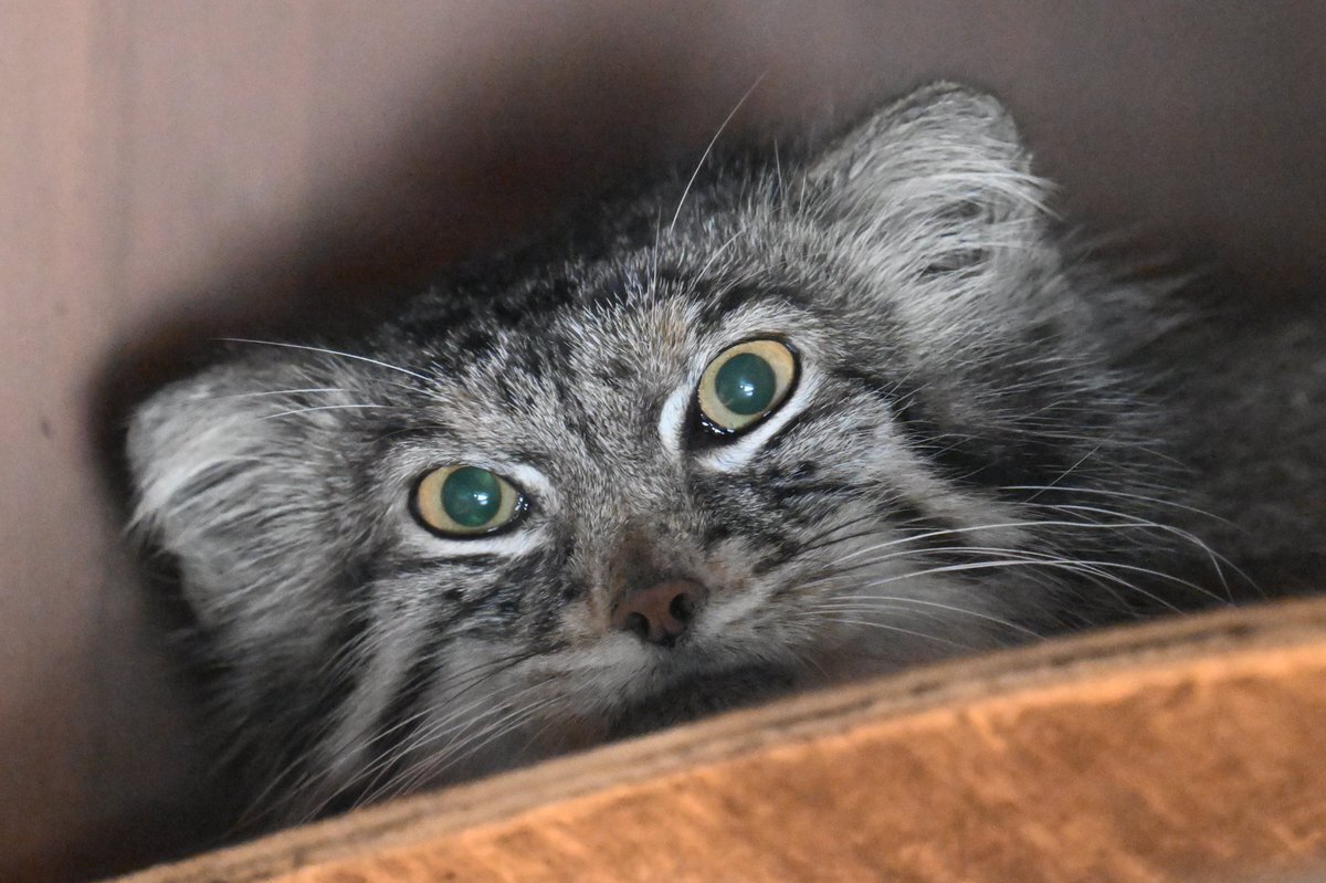 SCZ」のYahoo!リアルタイム検索 - X（旧Twitter）をリアルタイム検索